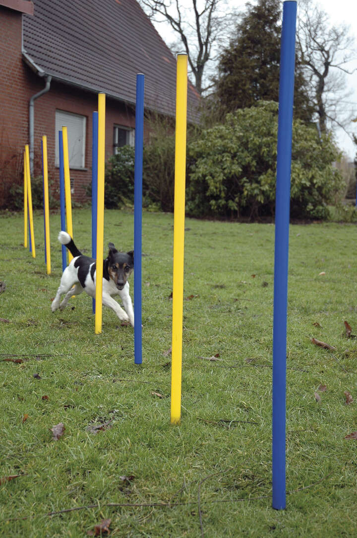 dobar Agility Slalom 12-teiliges Set